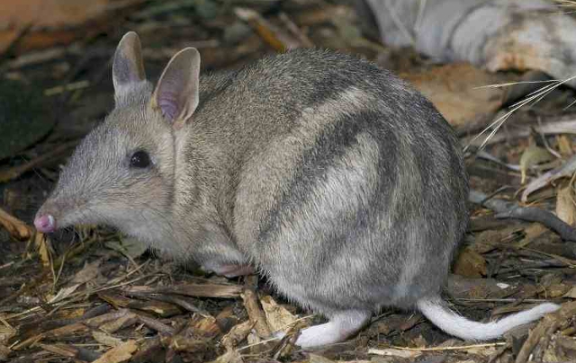Tejón marsupial, especie cuyo riesgo de cáncer ha subido por culpa de los seres humanos