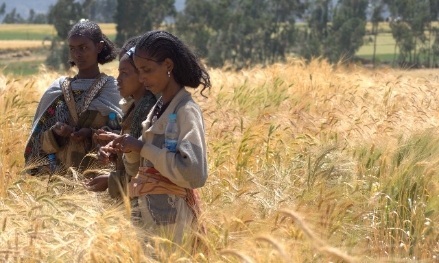Cultivo de trigo durum o candeal en Etiopía