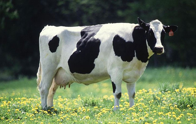 El ganado vacuno se está convirtiendo en el primer emisor de gas metano antropogénico