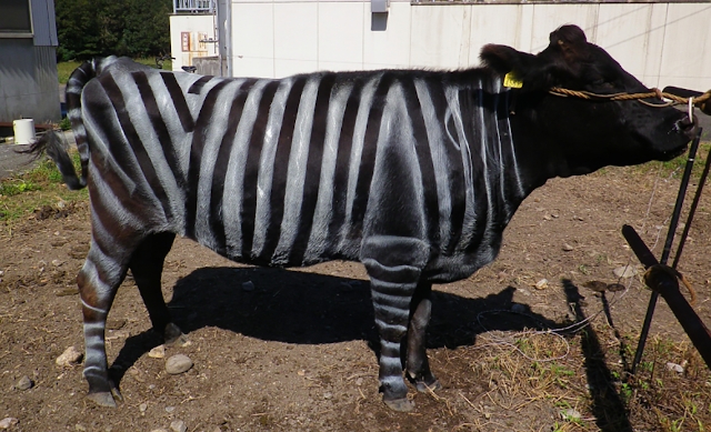 Vaca negra pintada con rayas de cebra